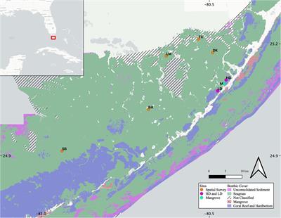 Carbonate-Associated Organic Matter Is a Detectable Dissolved Organic Matter Source in a Subtropical Seagrass Meadow